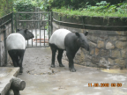 Photo of Tapirs that I got in Beijing's Zoo