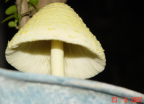 Photo of Yellow Fungus