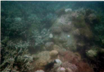 Some corals near Lighthouse