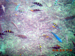 Fishes around the Jetty